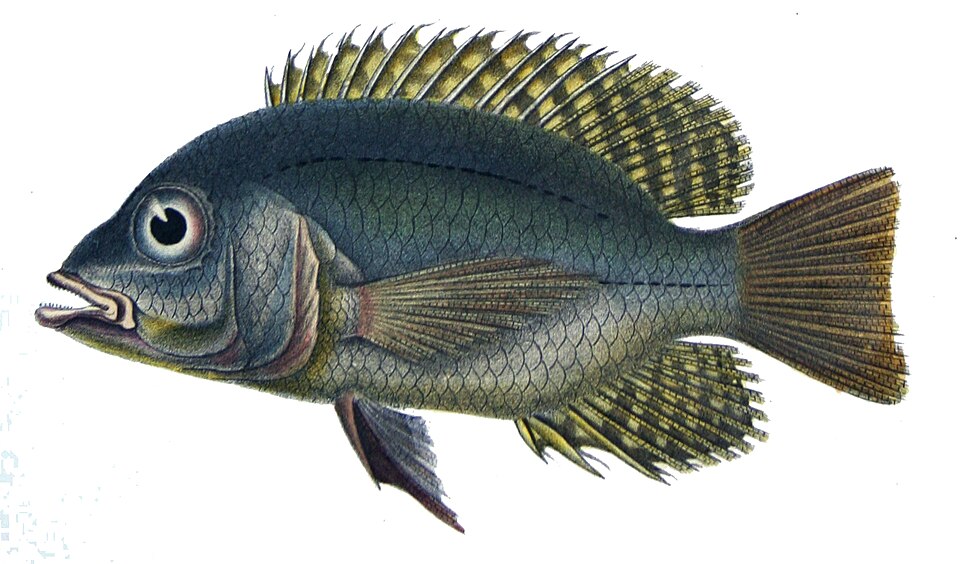 Chaetobranchus
