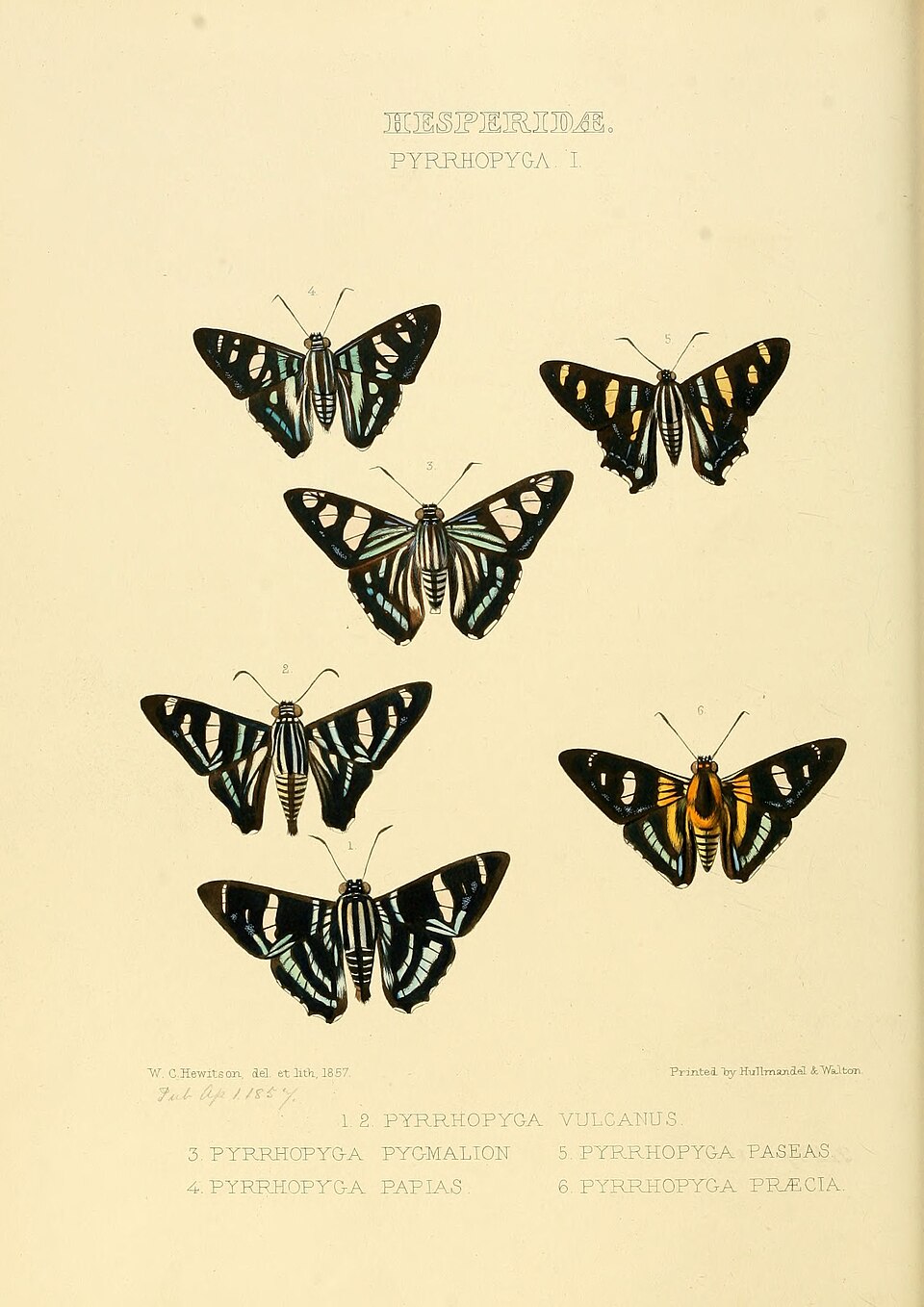 Elbella