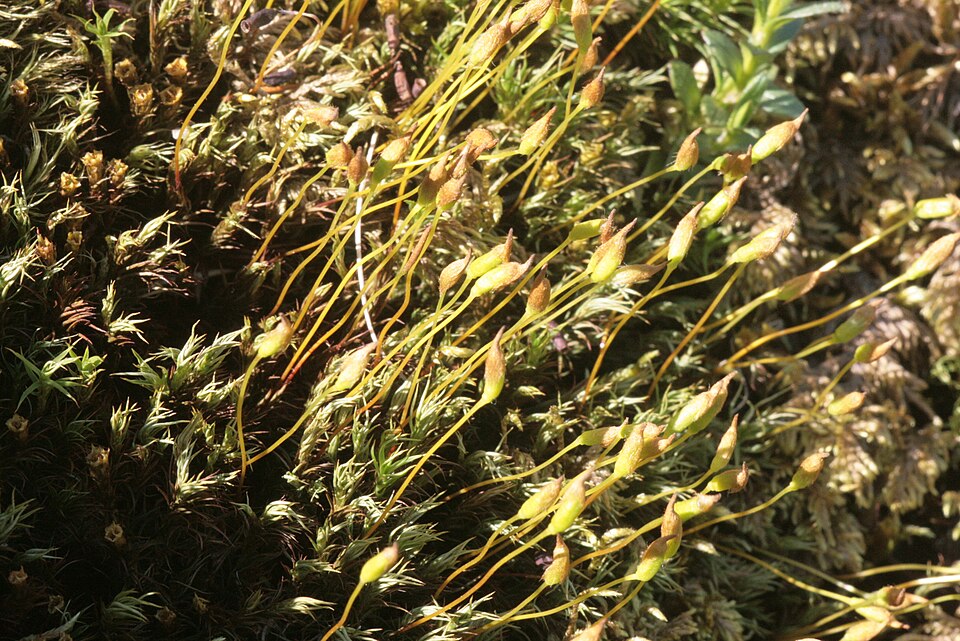 Polytrichastrum alpinum