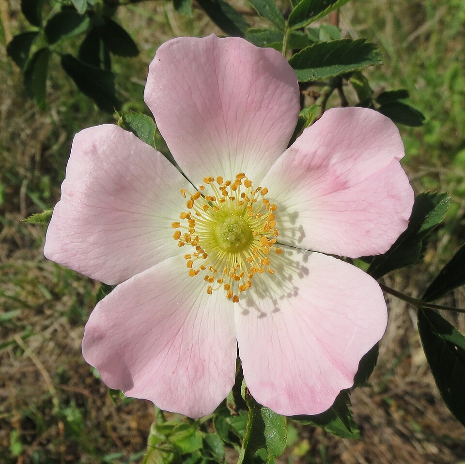 Heidenröslein