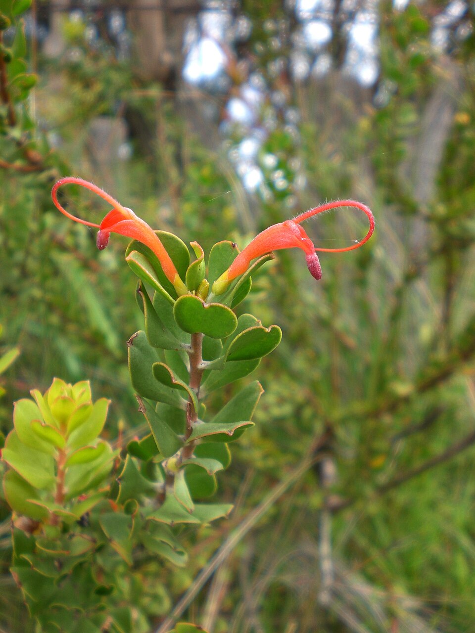 Adenanthos obovatus