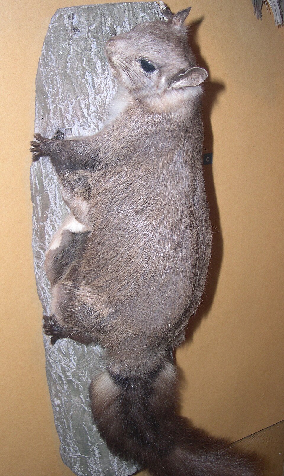 Palawan flying squirrel