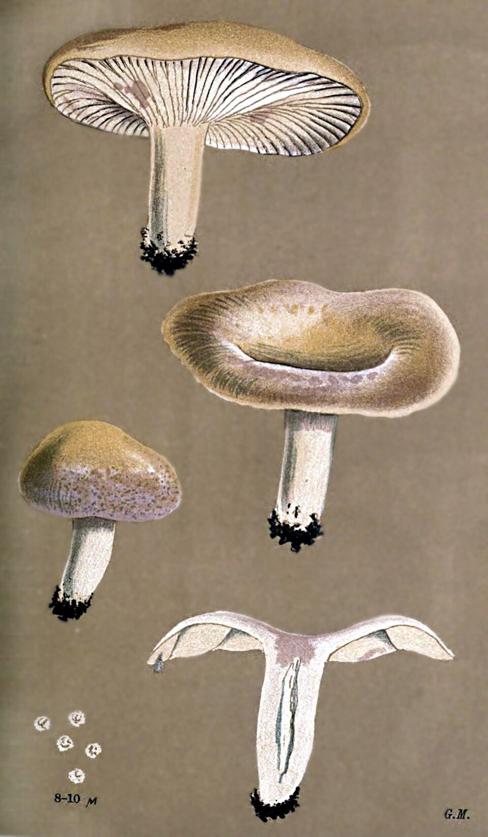 Lactarius aspideus