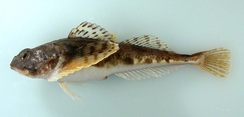 Gymnocanthus