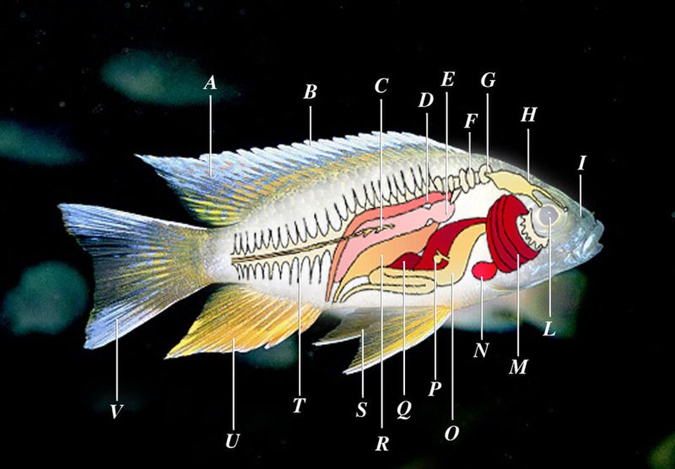 fish anatomy