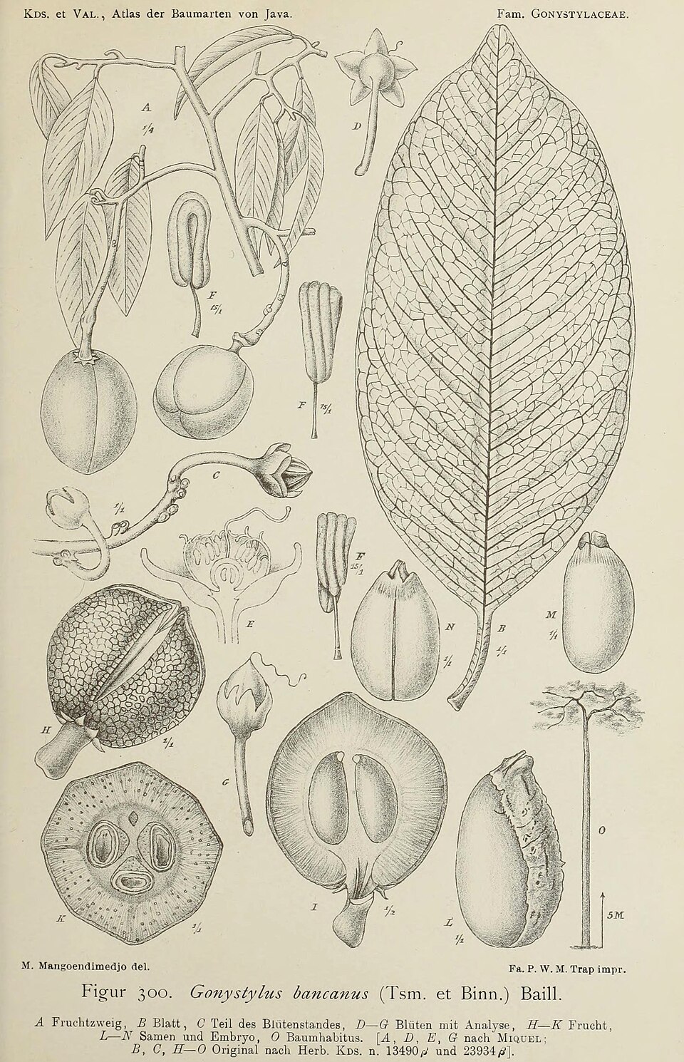 Gonystylus bancanus