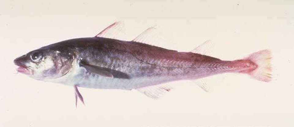cod