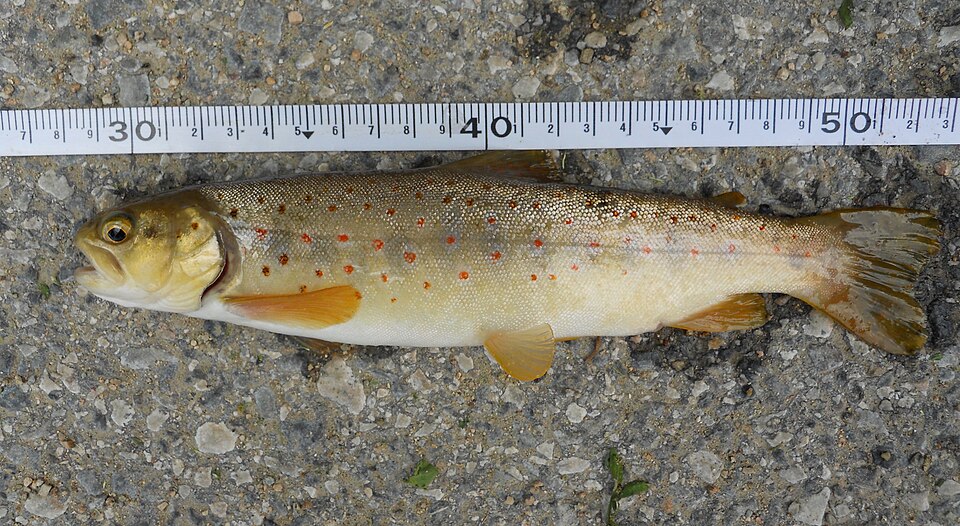 Salmo peristericus