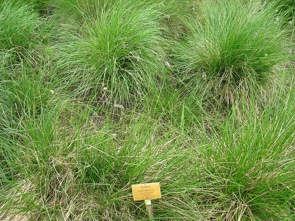 Sesleria caerulea