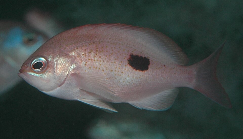 Caesioperca