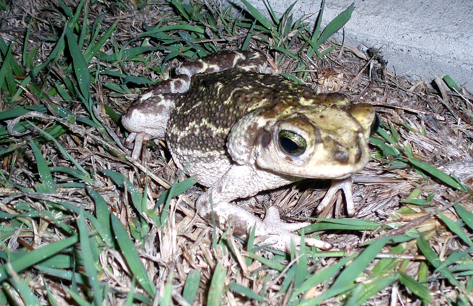 Cuban small-eared toad