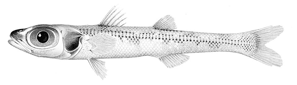 Epigonus