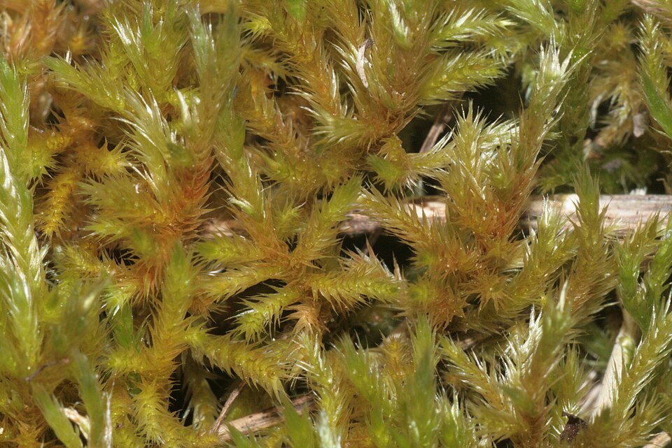 Homalothecium