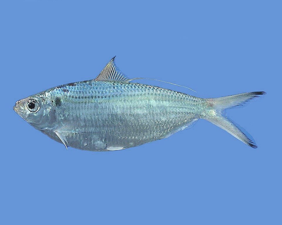 Opisthonema