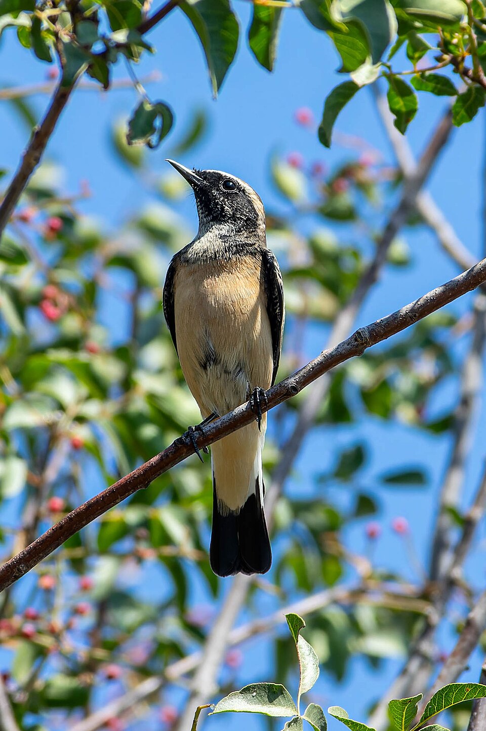 Cyprus Wheatear