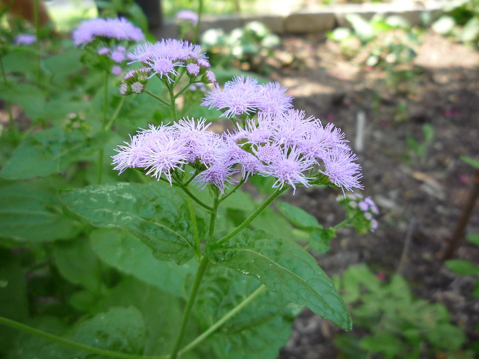 Conoclinium