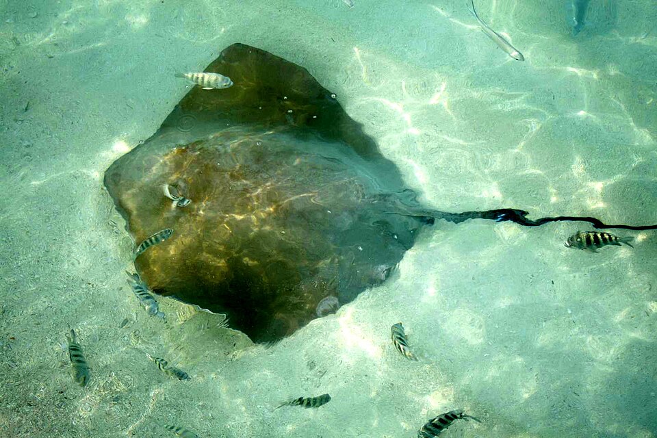 Jenkins' whipray