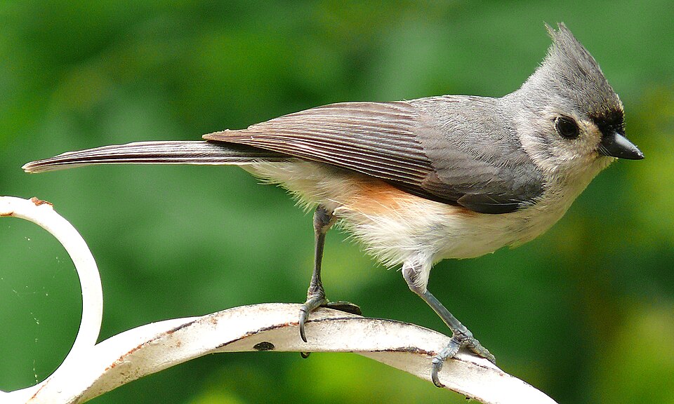 Baeolophus