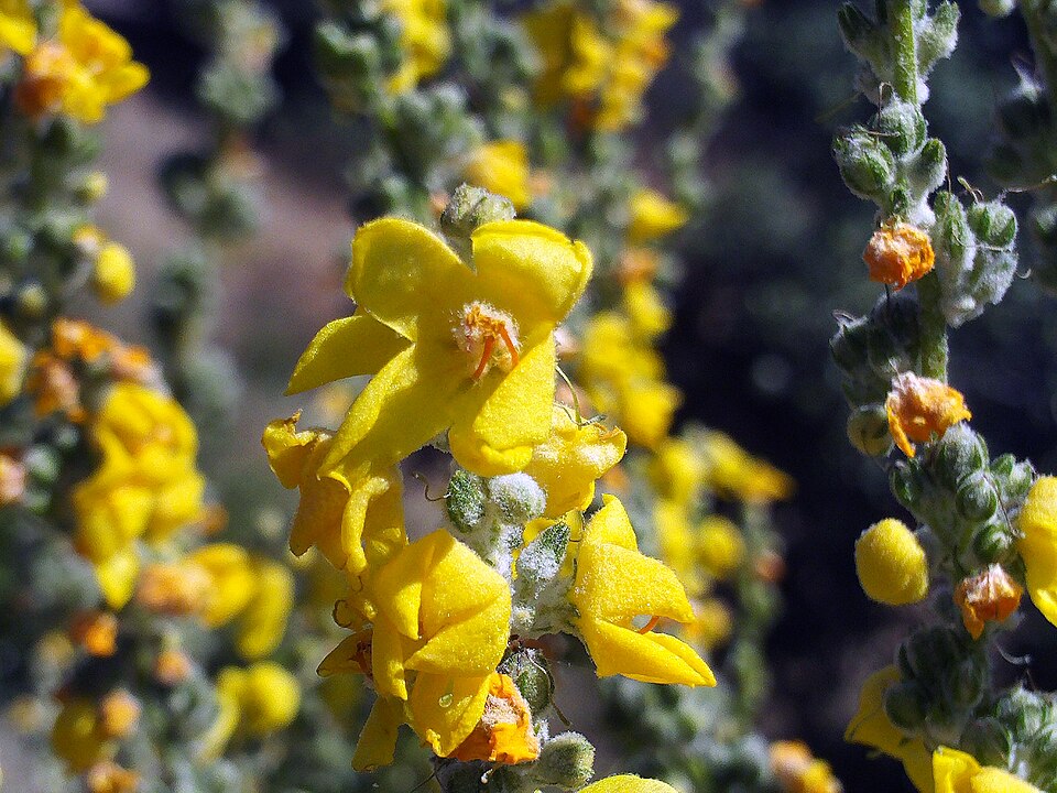 Verbascum pulverulentum