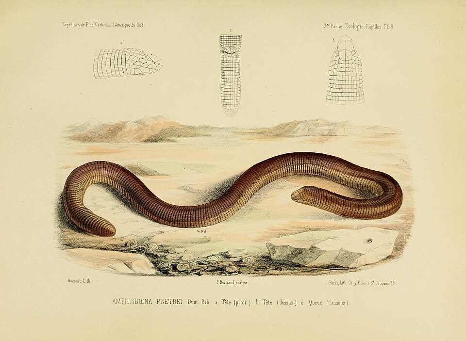 Amphisbaena pretrei