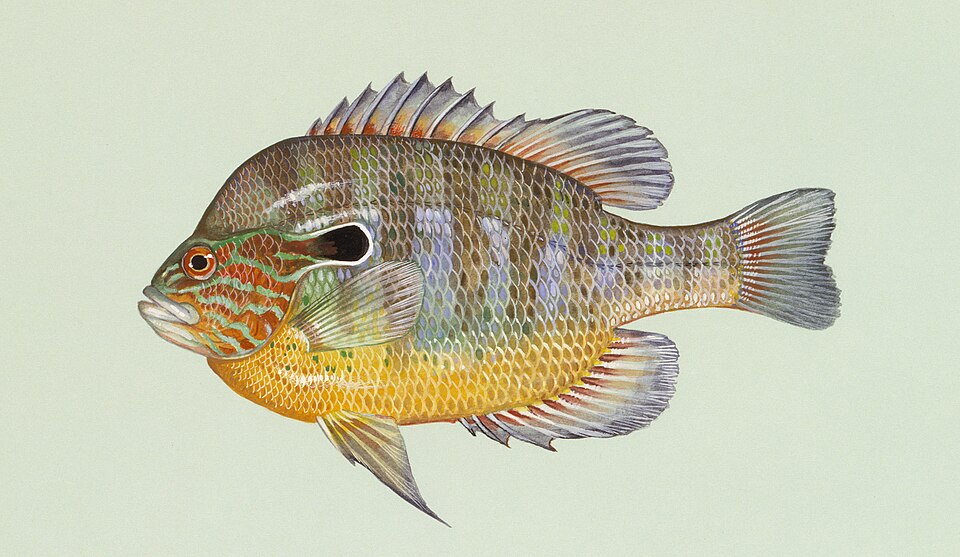 Longear sunfish