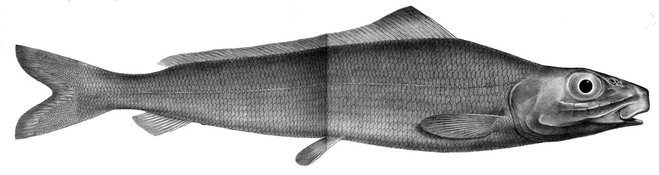 Pterothrissus