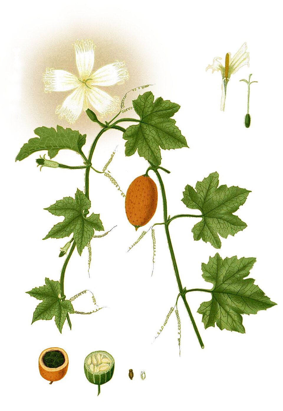 Trichosanthes