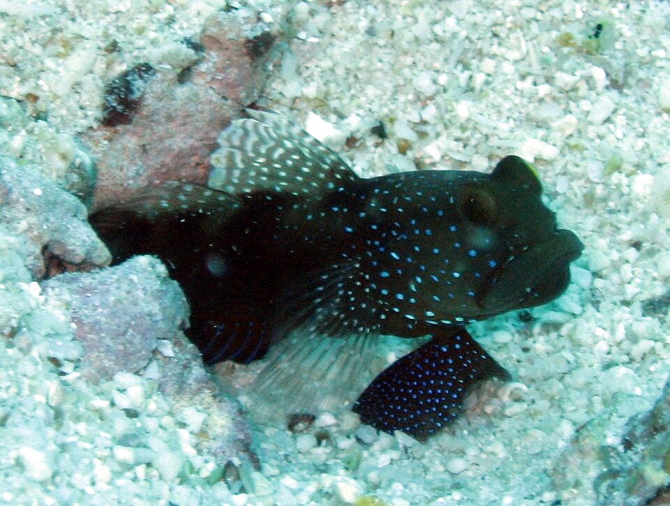Y-bar shrimp goby