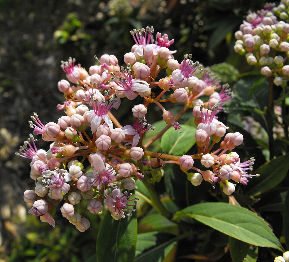 Dichroa