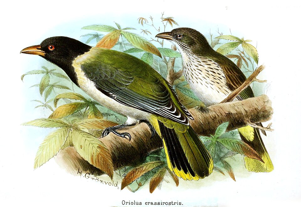 São Tomé Oriole