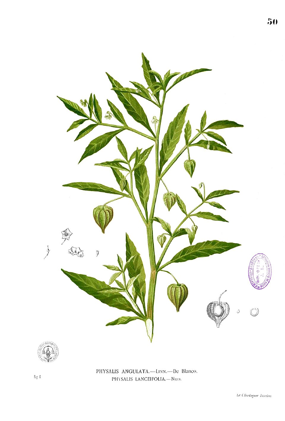 Physalis angulata