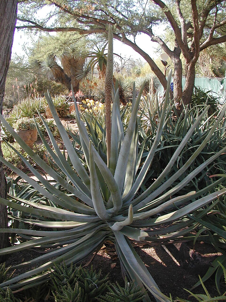 Aloe suzannae