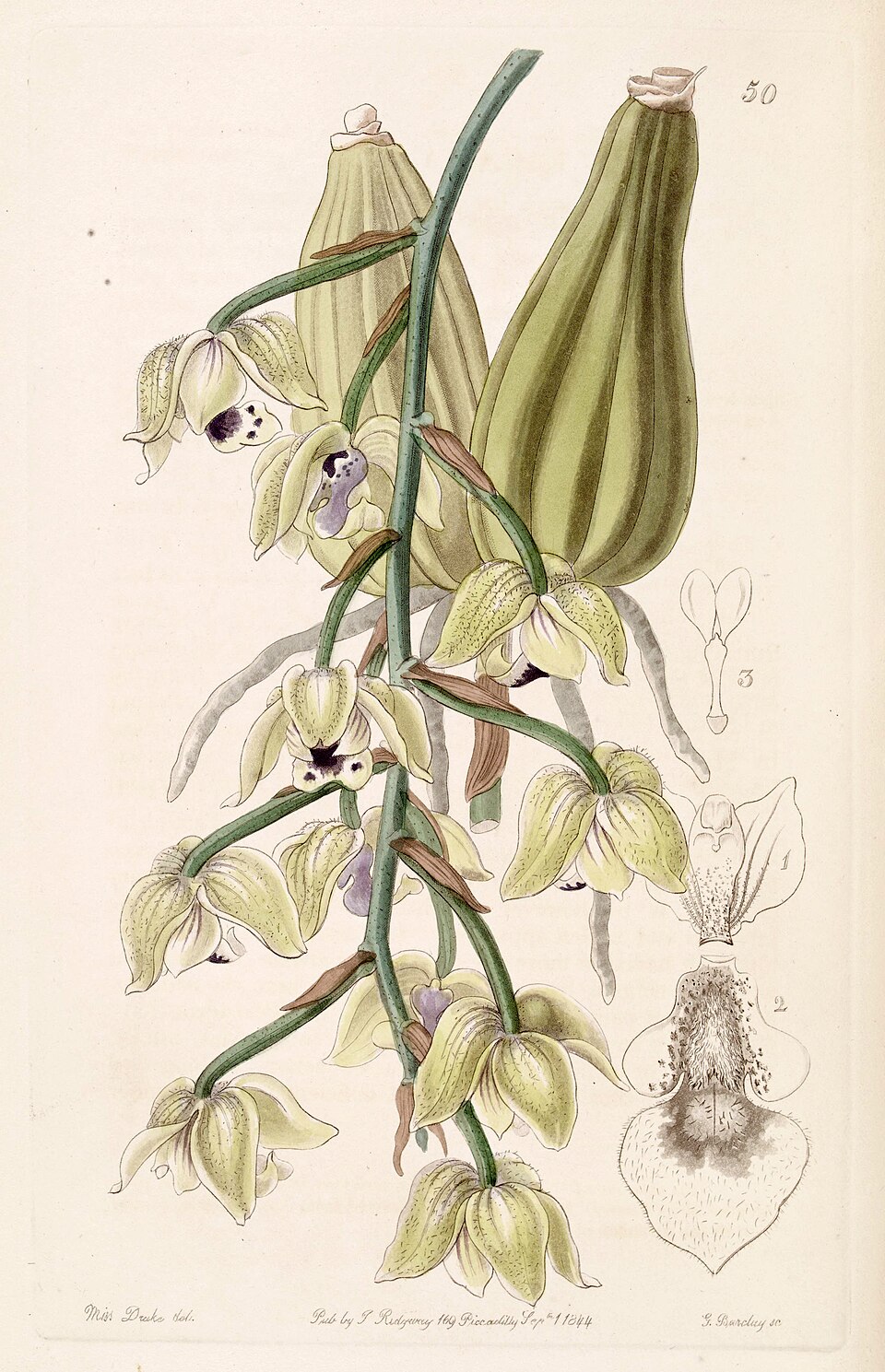 Lacaena