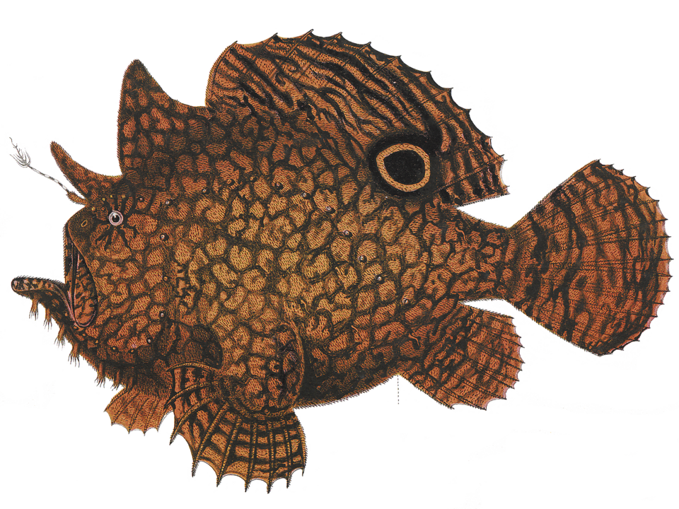 Antennarius biocellatus