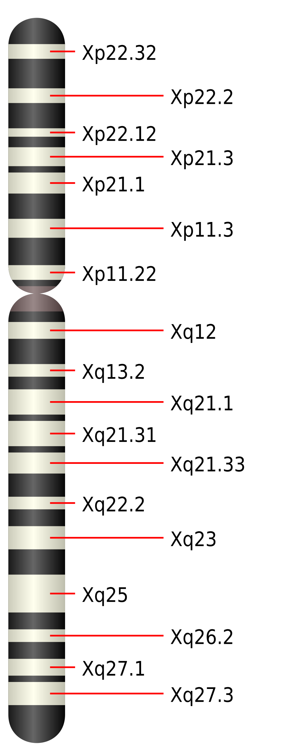human X chromosome