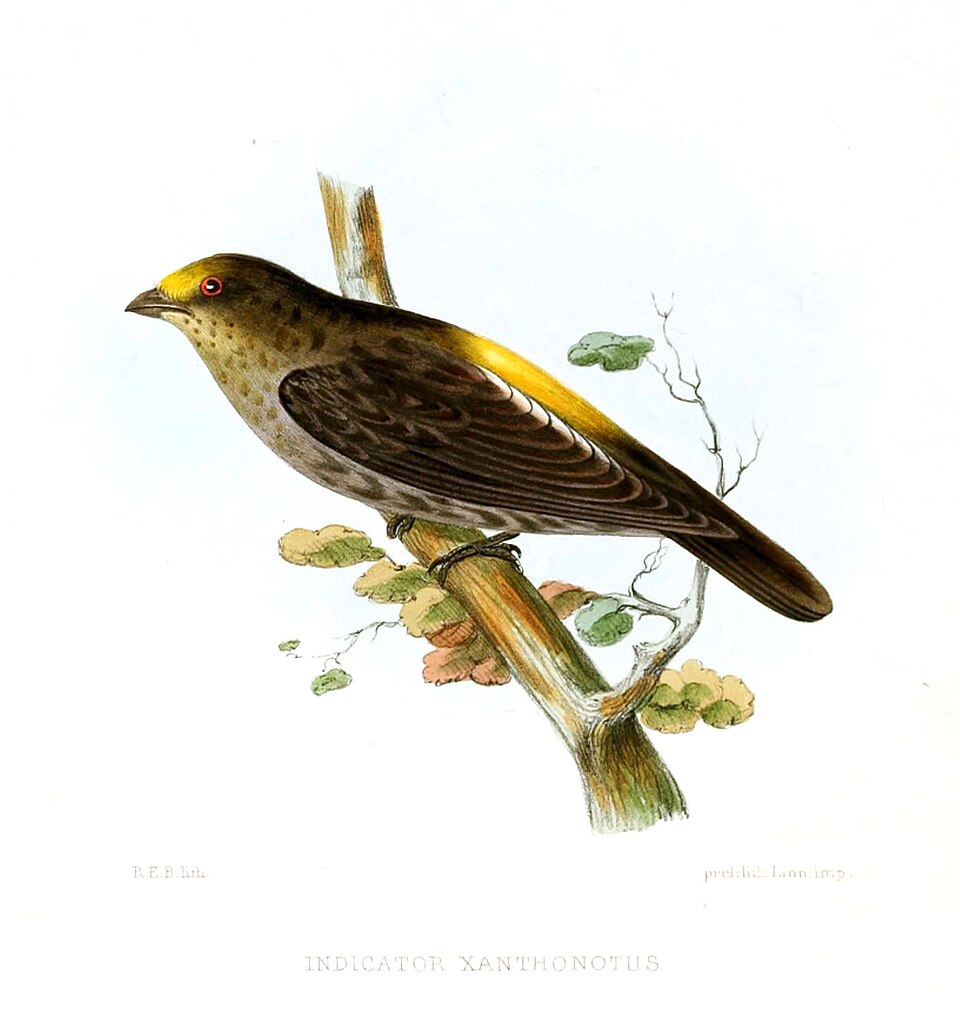 Yellow-rumped Honeyguide