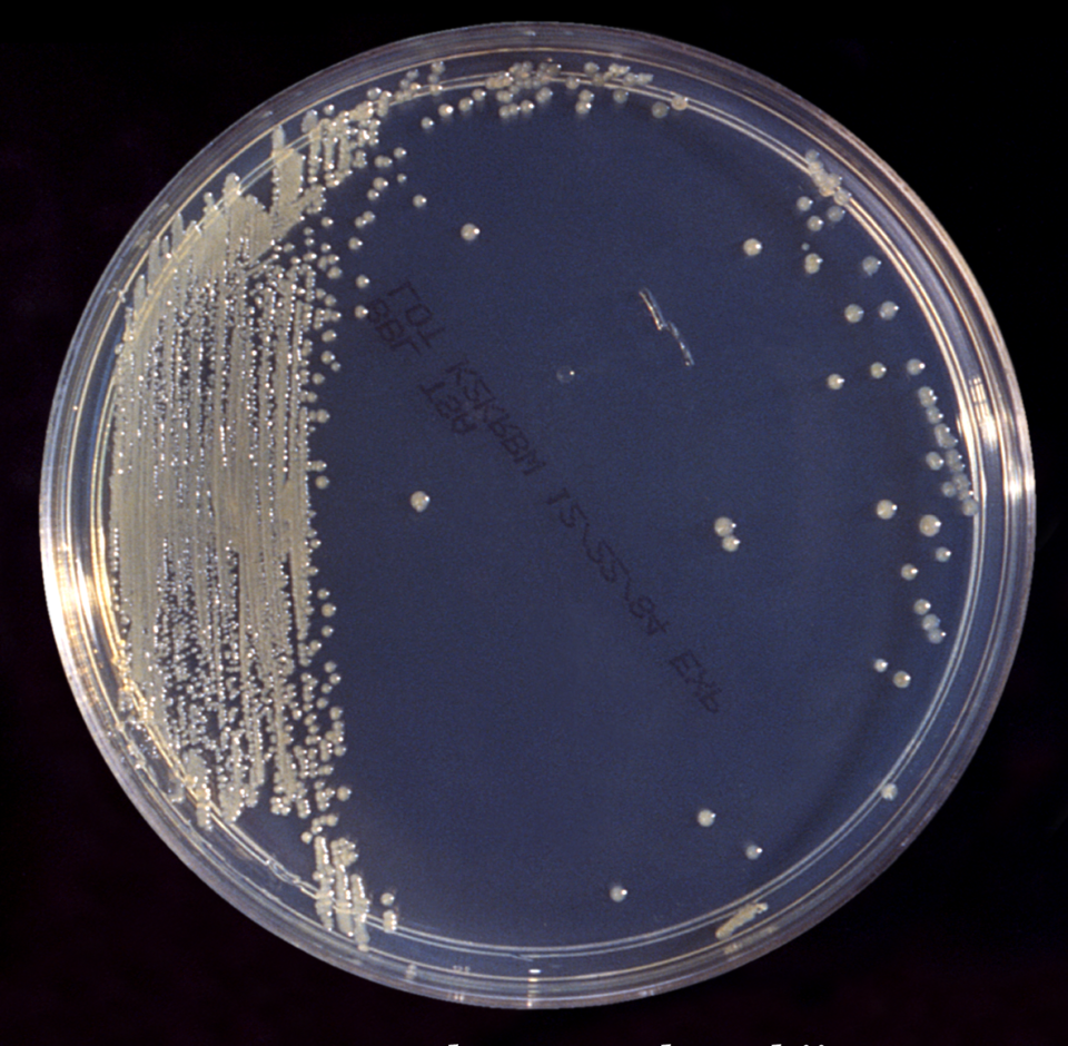 Cronobacter