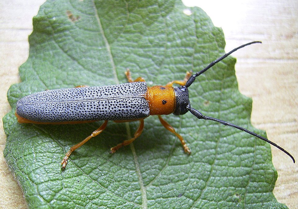 Oberea oculata
