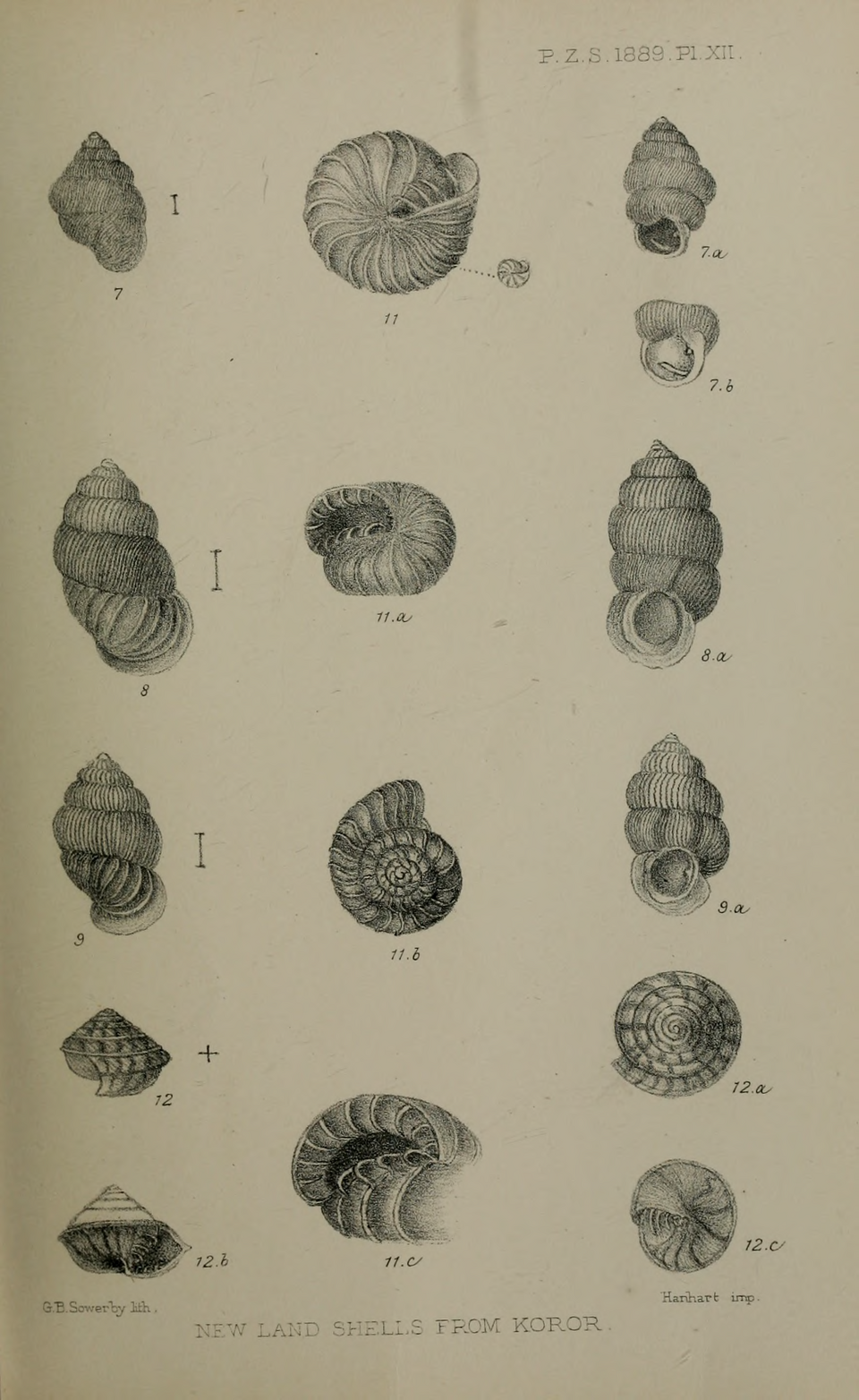 Aaadonta fuscozonata