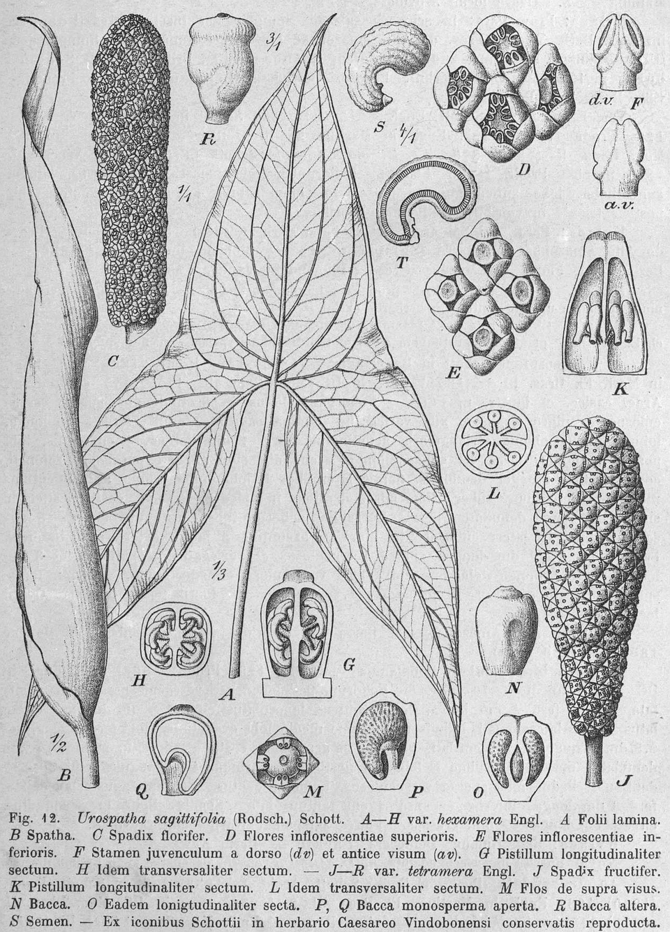 Urospatha