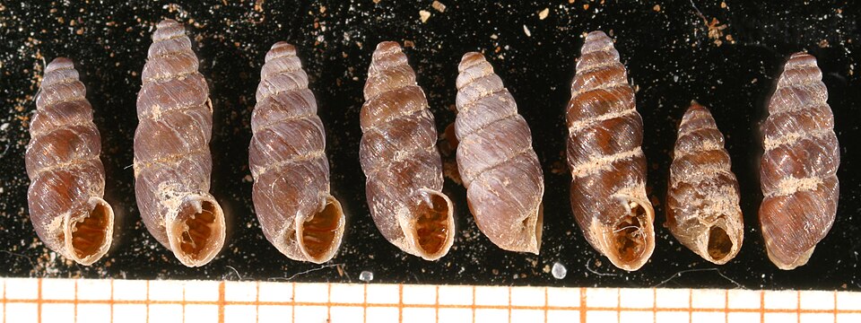 Chondrinidae