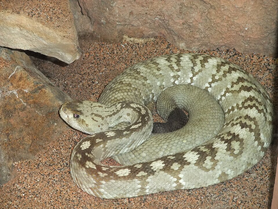 Crotalus molossus