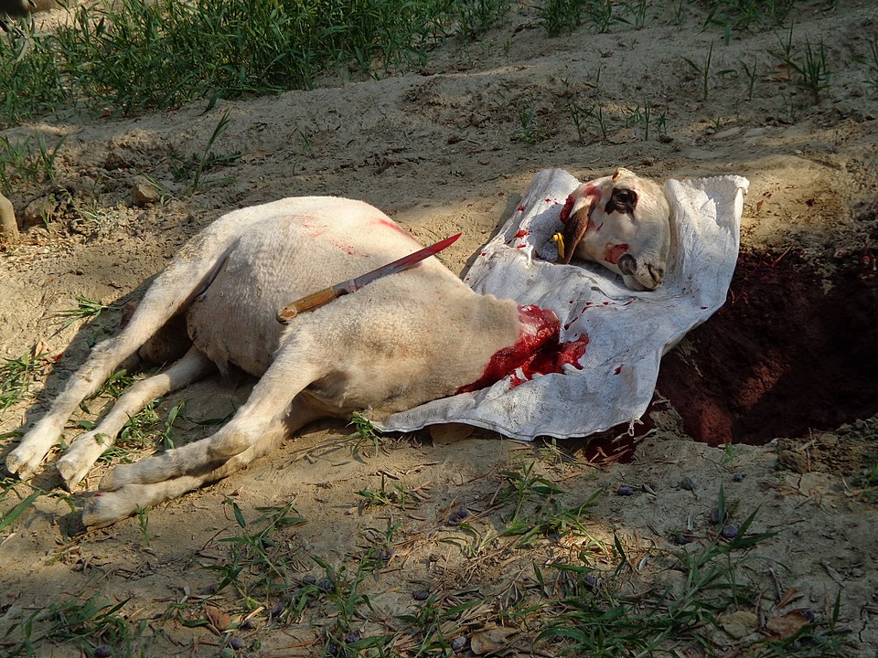qurban