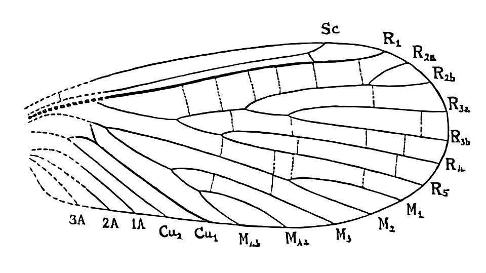 Miomoptera