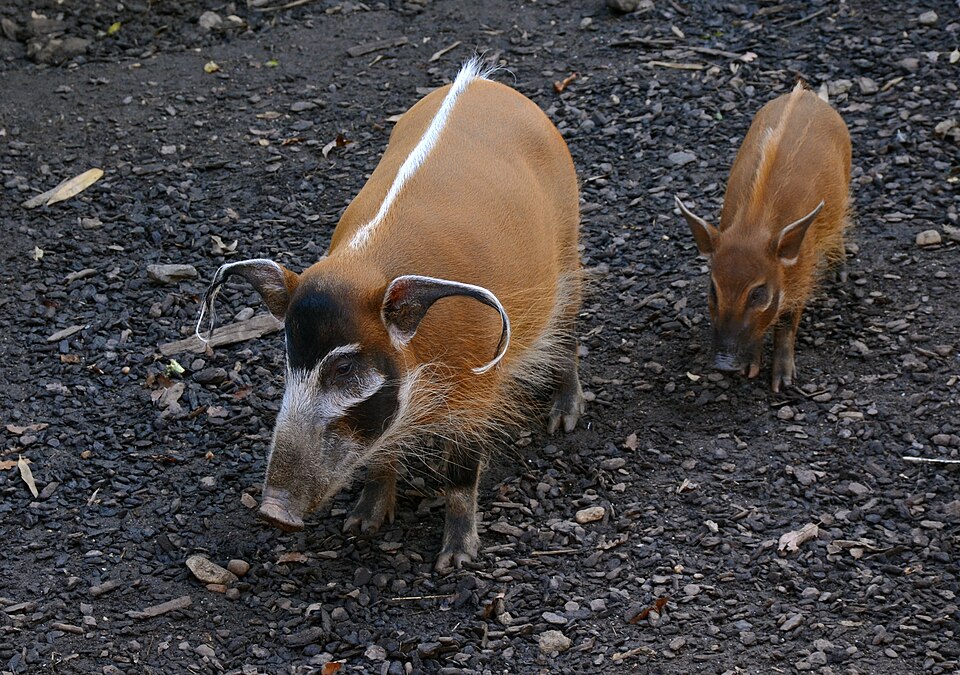 Red river hog