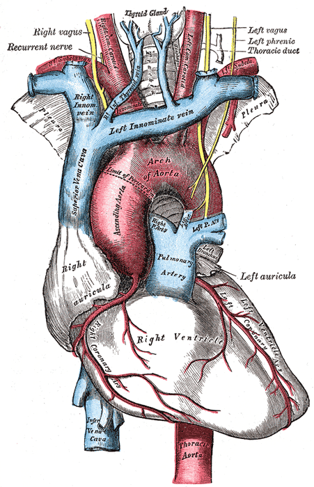aortic arch