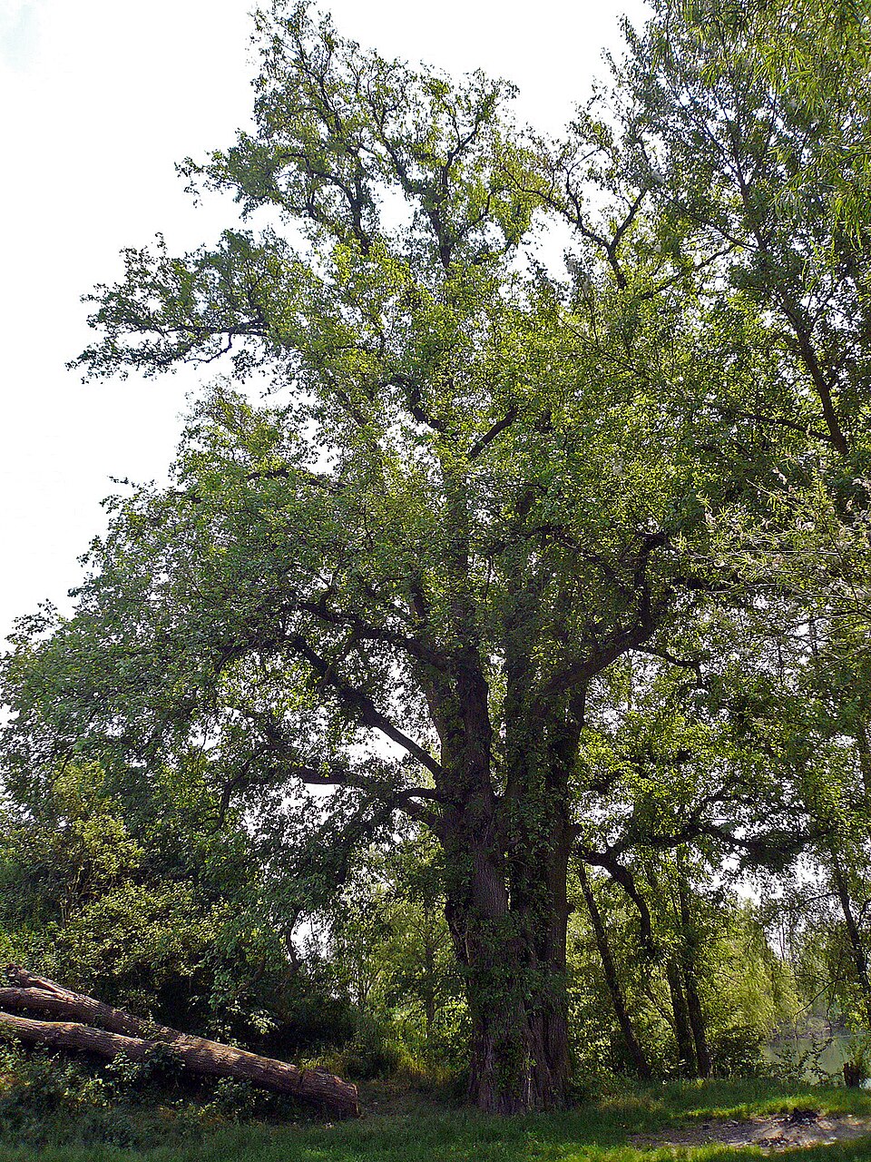 Ulmus laevis