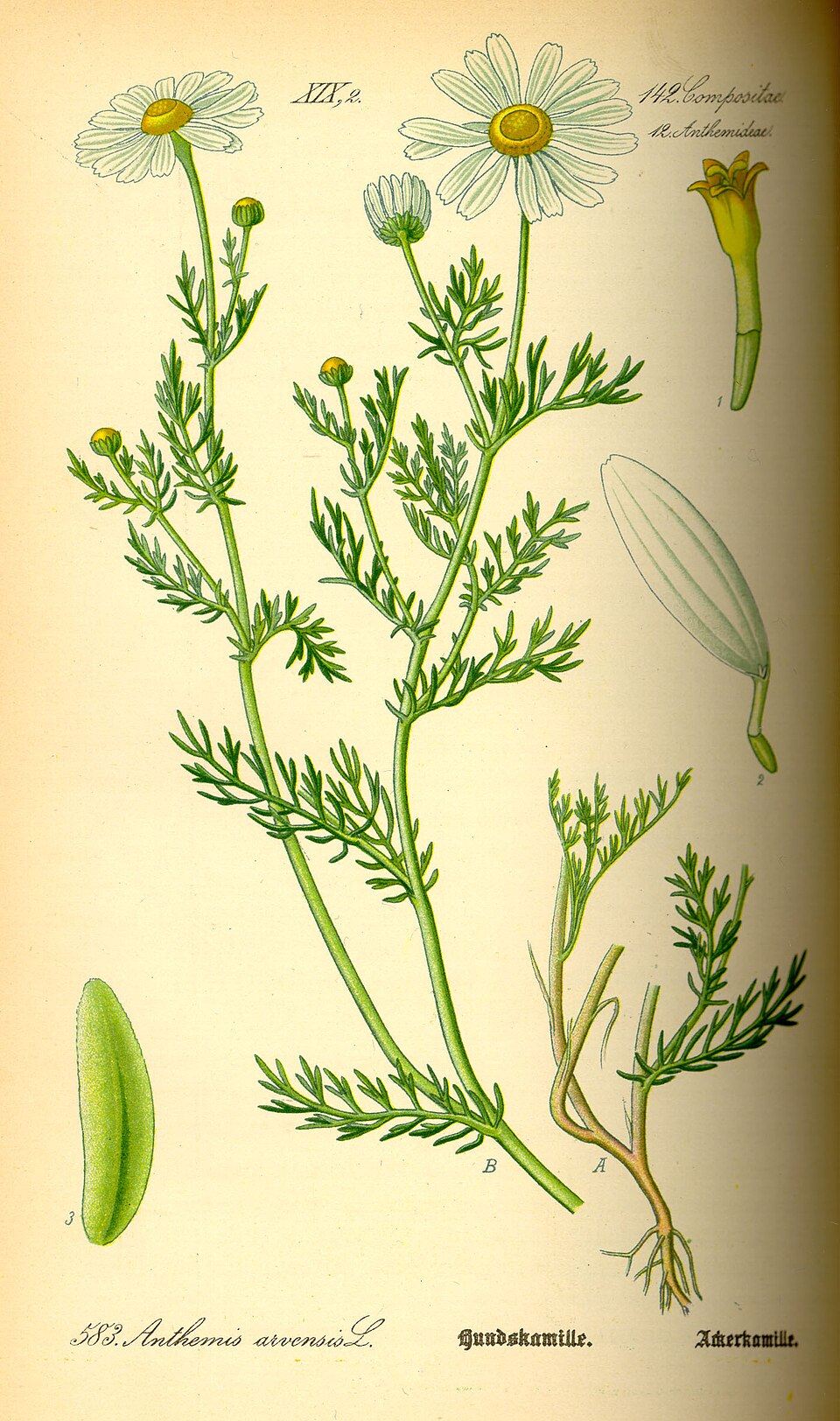 Anthemis