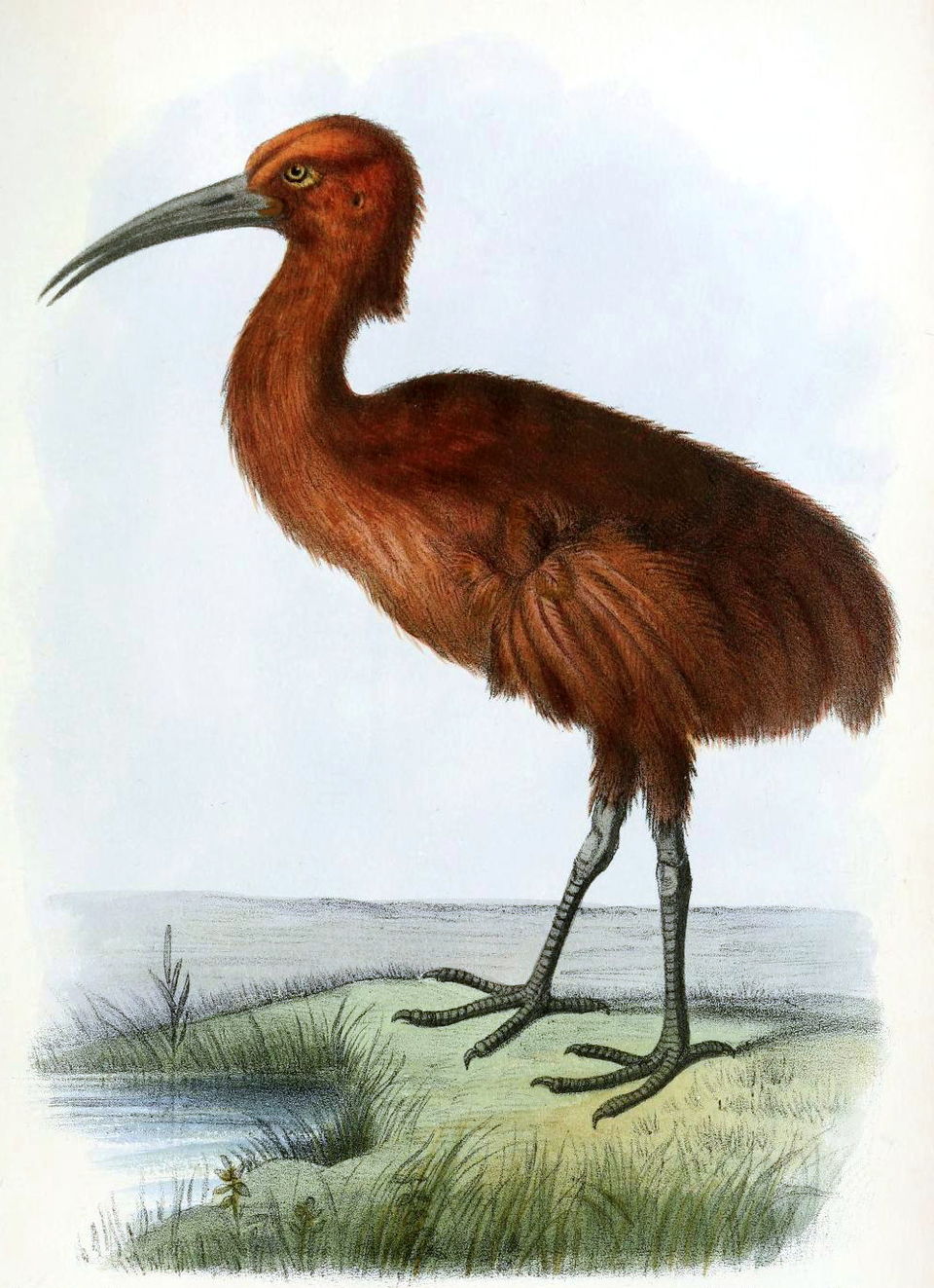 Red Rail