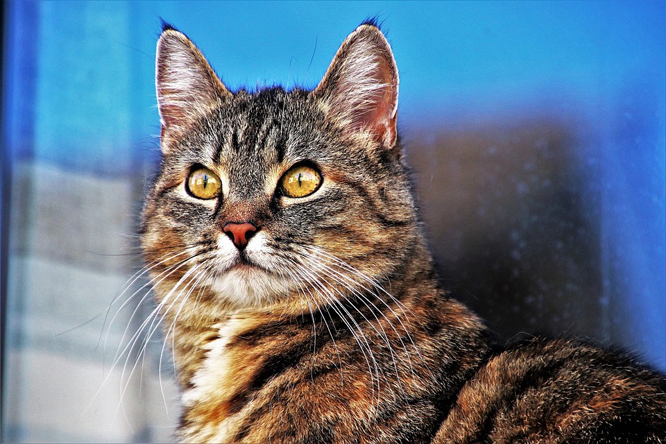 tabby cat
